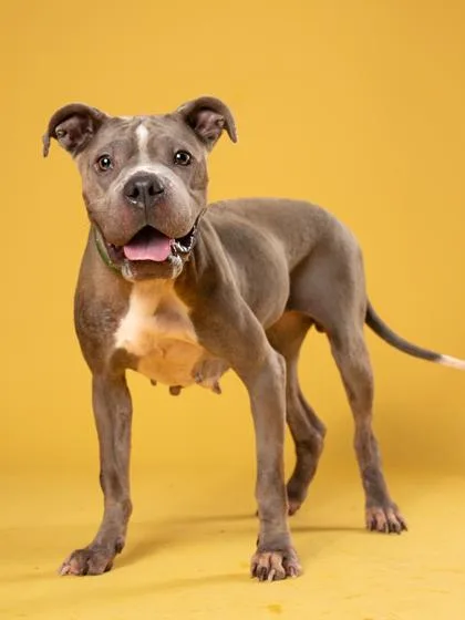 An adult medium-sized female Pit Bull Terrier dog named Scully for adoption in Atlanta, GA