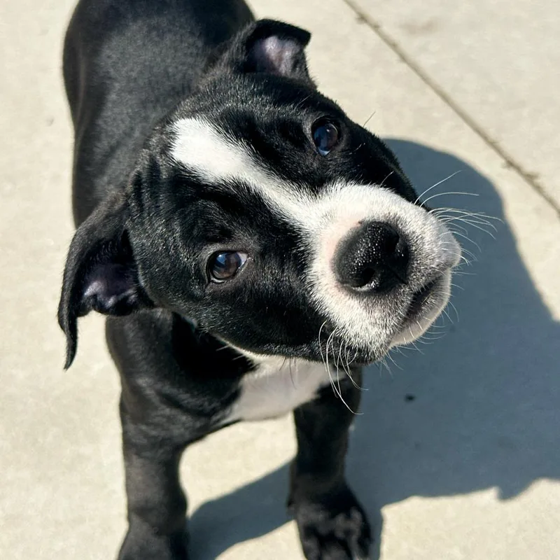 A baby small-sized female White / Cream Mixed Breed dog named Catwoman for adoption in Matteson, IL