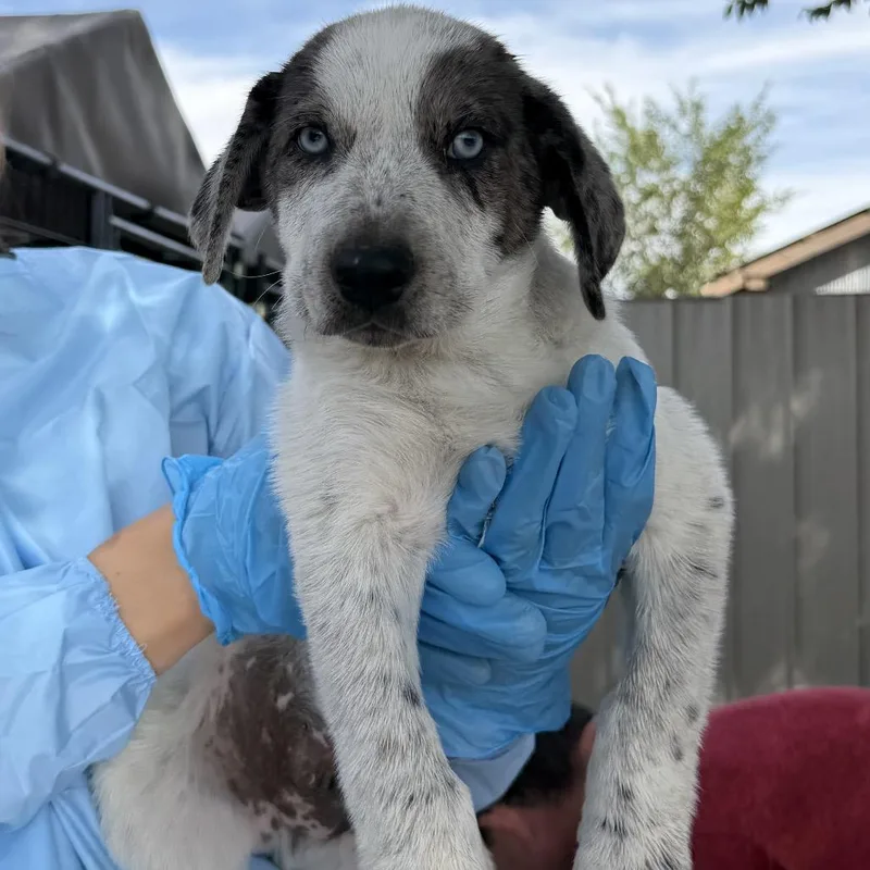 A baby small-sized male Gray / Blue / Silver Mixed Breed dog named The Thing for adoption in Moab, UT