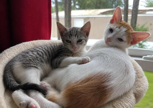A baby medium-sized male Orange & White Domestic Short Hair cat named Dallas for adoption in Houston, TX
