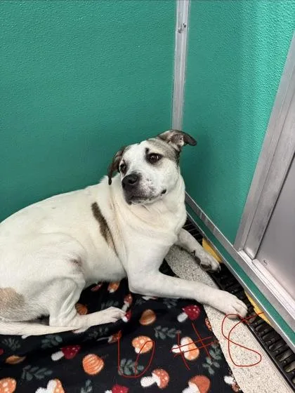 An adult large-sized female Pit Bull Terrier dog named Jemma for adoption in Pequot Lakes, MN