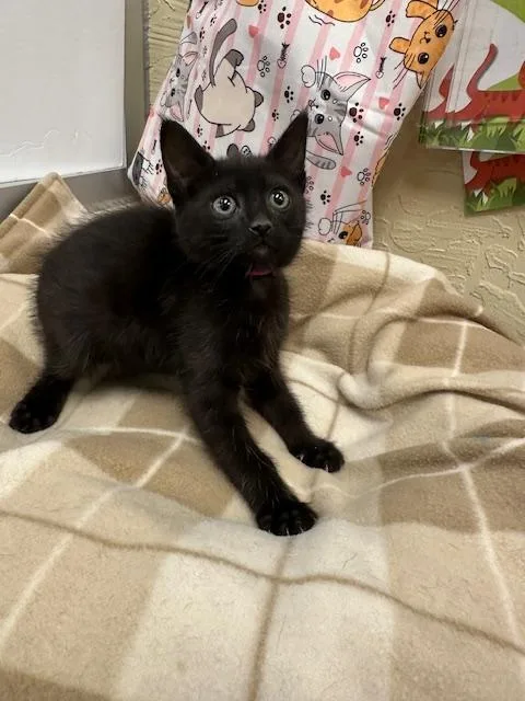 A baby small-sized female Black Domestic Medium Hair cat named Obsidian for adoption in Parlier, CA