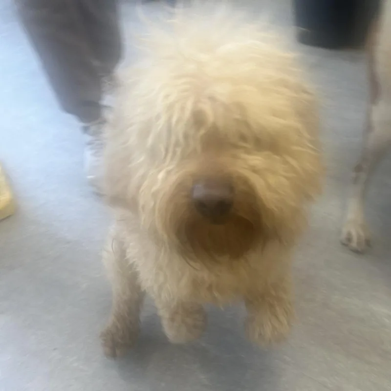 An adult medium-sized male Yellow / Tan / Blond / Fawn Mixed Breed dog named Labby for adoption in Philadelphia, PA