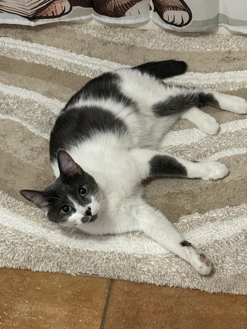An adult medium-sized female Gray & White Domestic Short Hair cat named Cielo for adoption in Youngtown, AZ