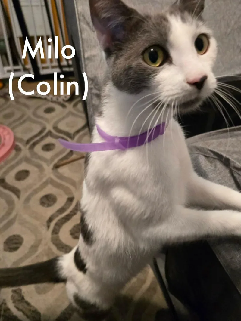 Milo