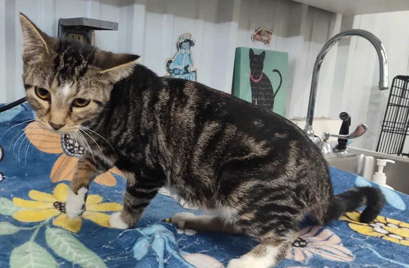 A young medium-sized female Tabby cat named Tyco for adoption in Claremore, OK