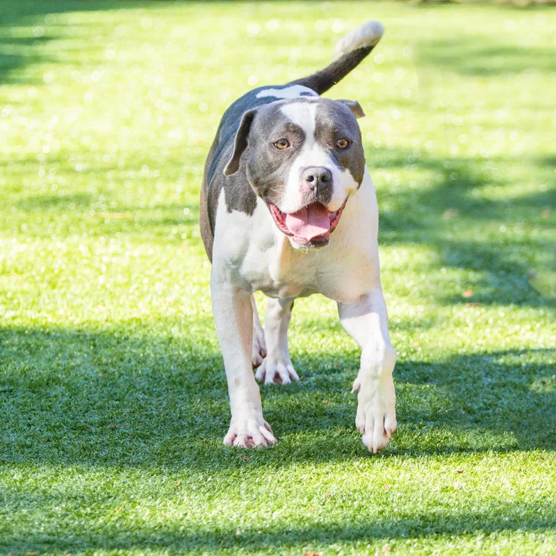 An adult large-sized male Terrier dog named Elias for adoption in Hilton Head Island, SC