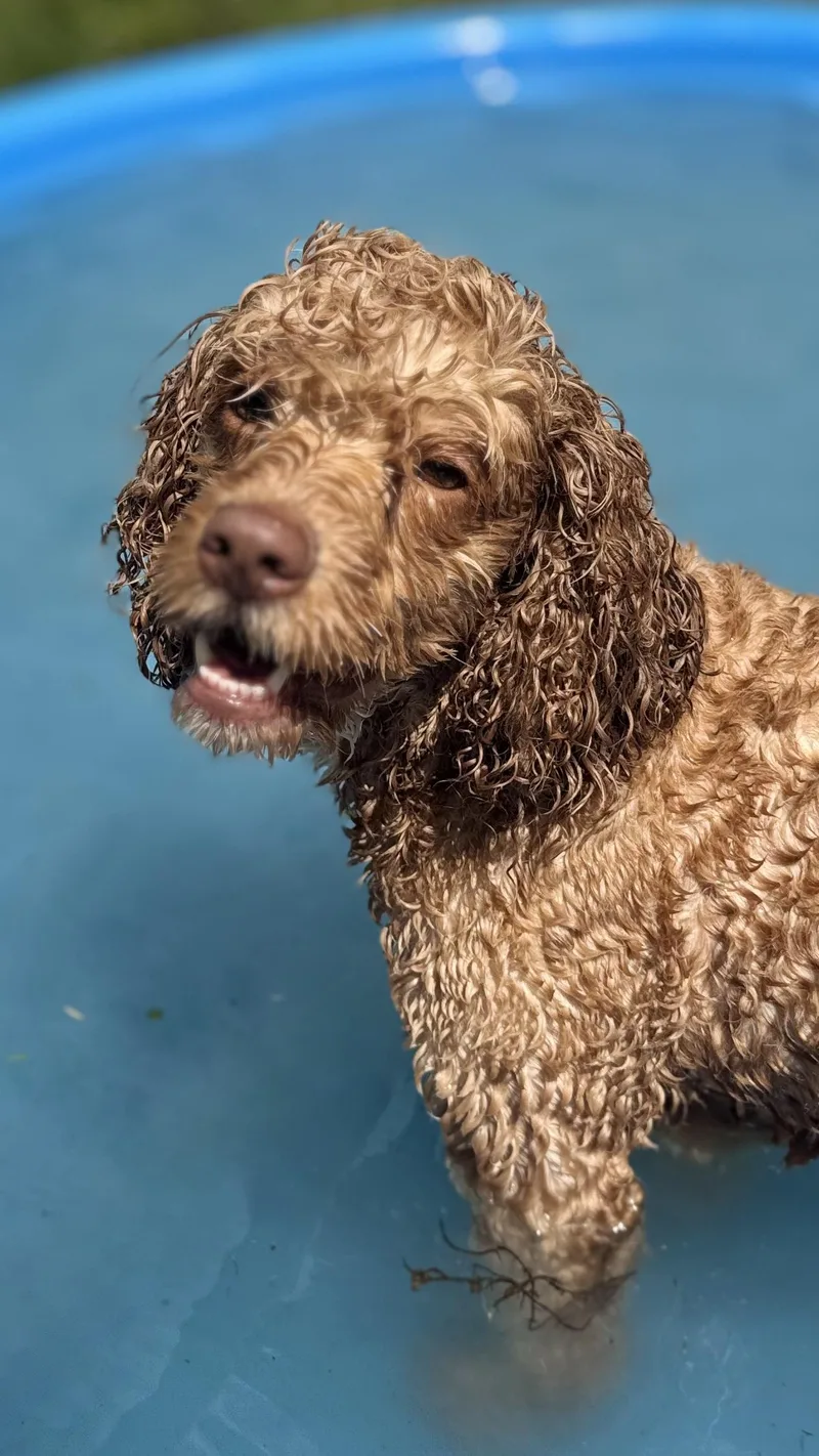 An adult medium-sized male Cavalier King Charles Spaniel dog named Cavi for adoption in Woodlawn, TN