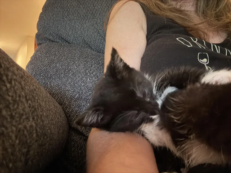 A baby small-sized female Domestic Short Hair cat named Rainier for adoption in Davidson, NC