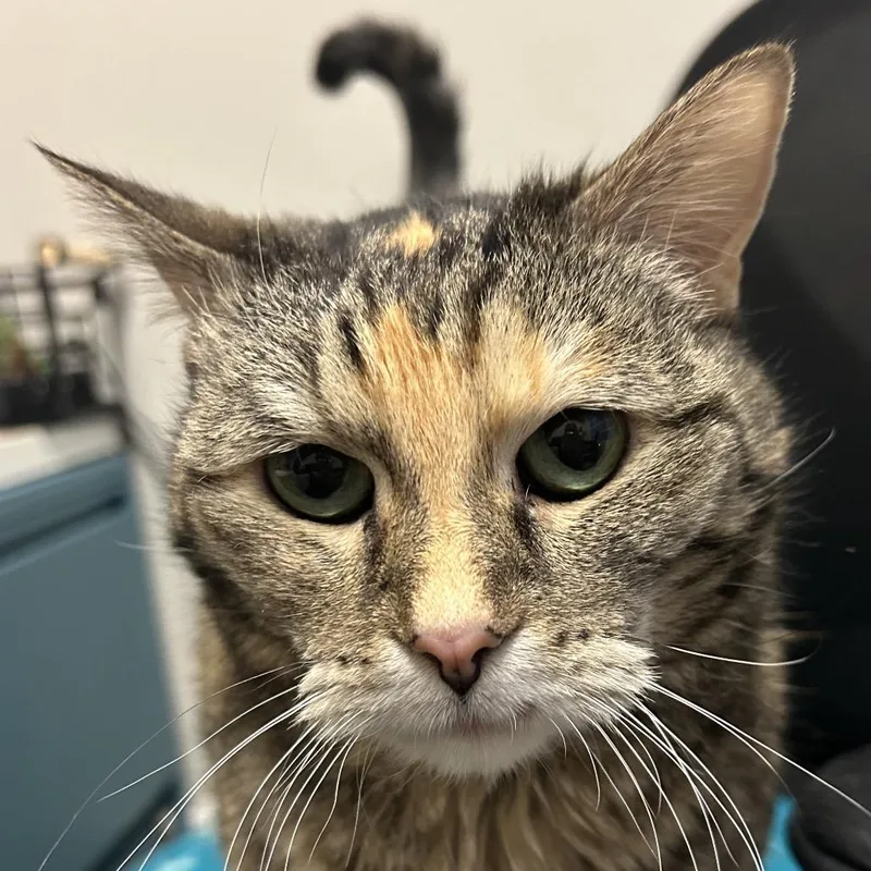 A senior large-sized female Torbie Domestic Short Hair cat named Oakley for adoption in Murray, UT