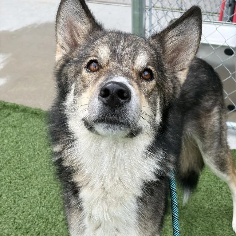 An adult medium-sized male Brown / Chocolate Shepherd dog named Bentley for adoption in Matteson, IL