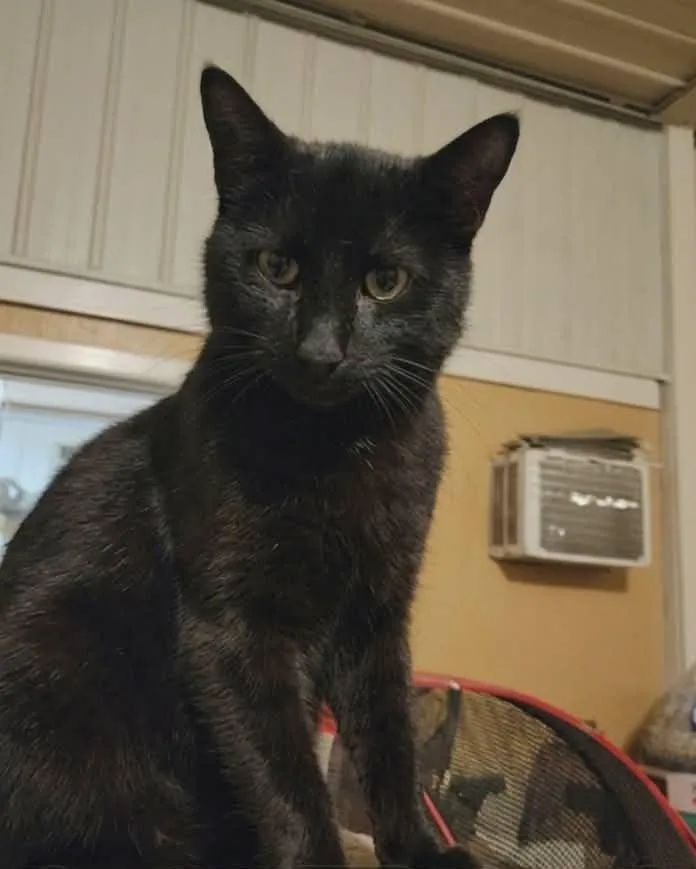 Umbreon