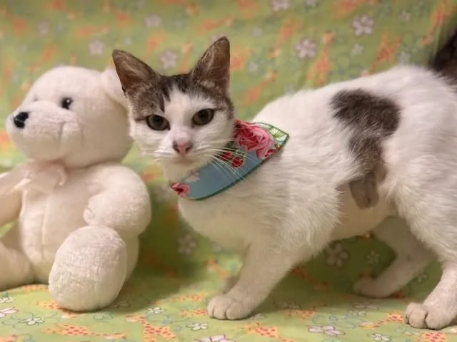 An adult small-sized female Domestic Short Hair cat named Luna for adoption in Fairfield, CA