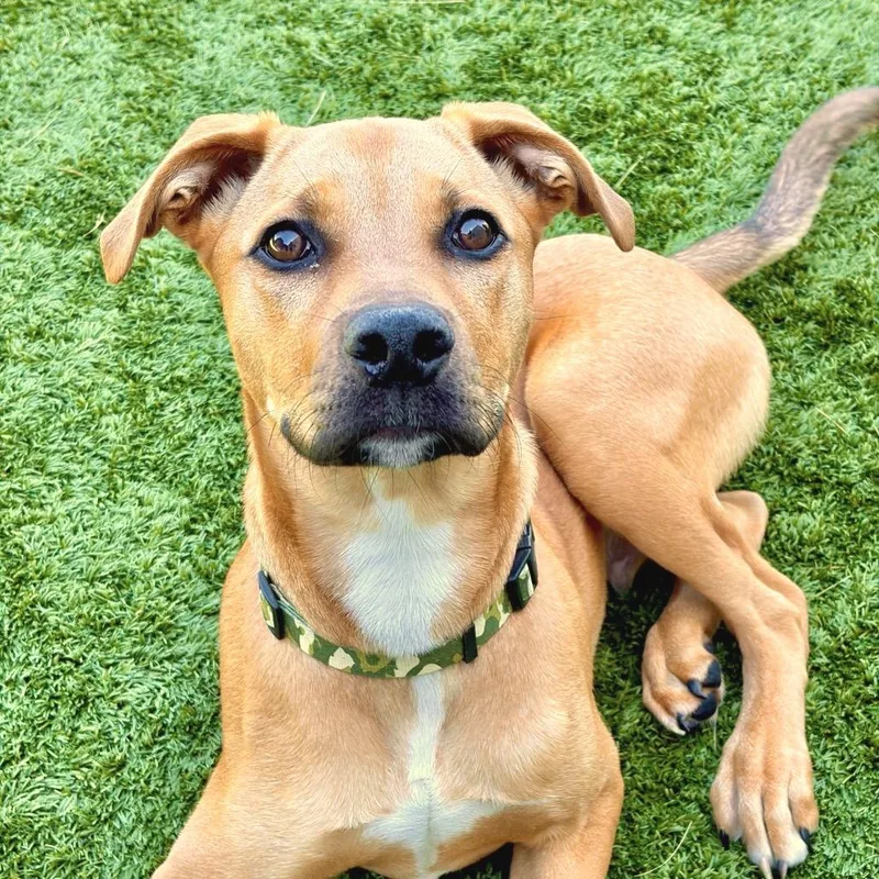 Canelo