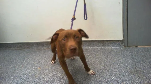 A young medium-sized male Pit Bull Terrier dog named Sir Jefferson for adoption in Charlotte, NC
