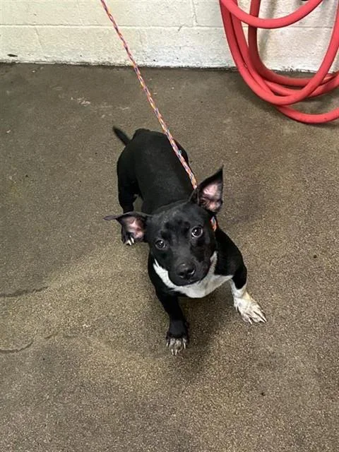 A young small-sized male Pit Bull Terrier dog named Frenchie Montana for adoption in Sacramento, CA