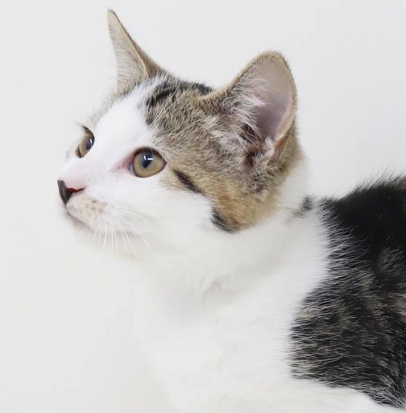 Thomas  Tiny Bengal thumbnail 5