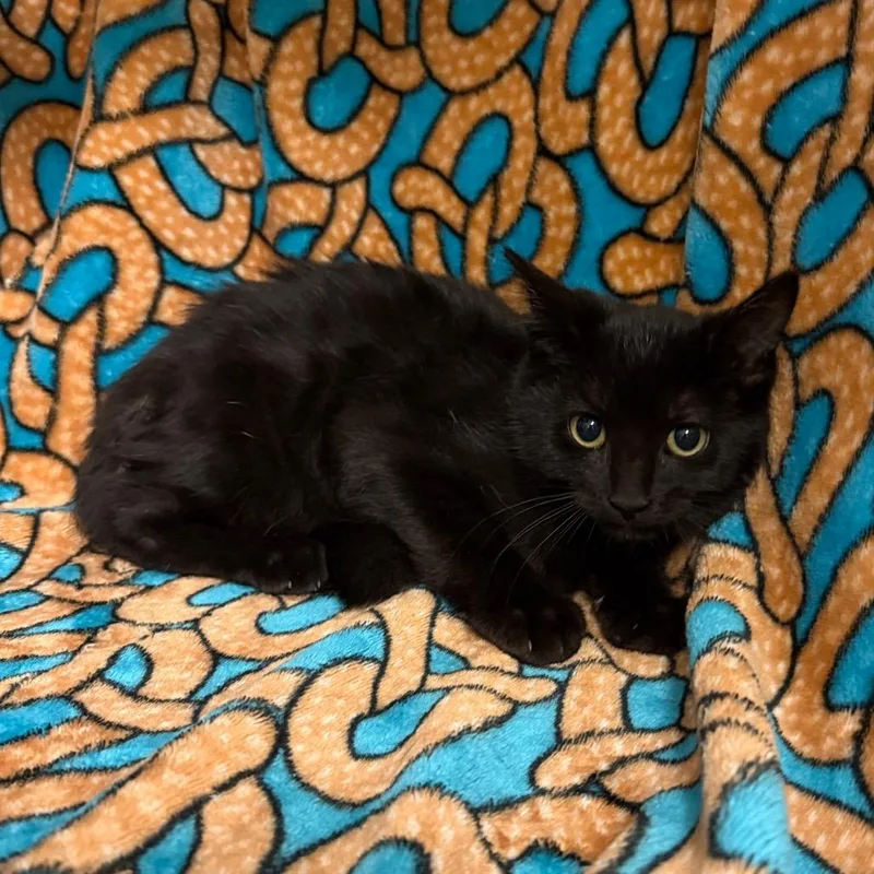 A baby small-sized male Black Domestic Short Hair cat named Eddie for adoption in Newberg, OR