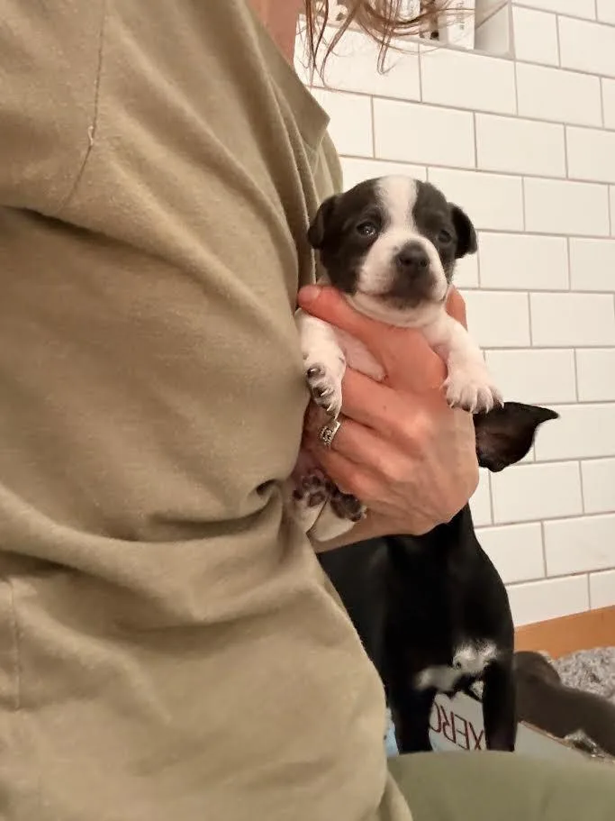 A baby medium-sized male Terrier dog named Milo for adoption in New Braunfels, TX