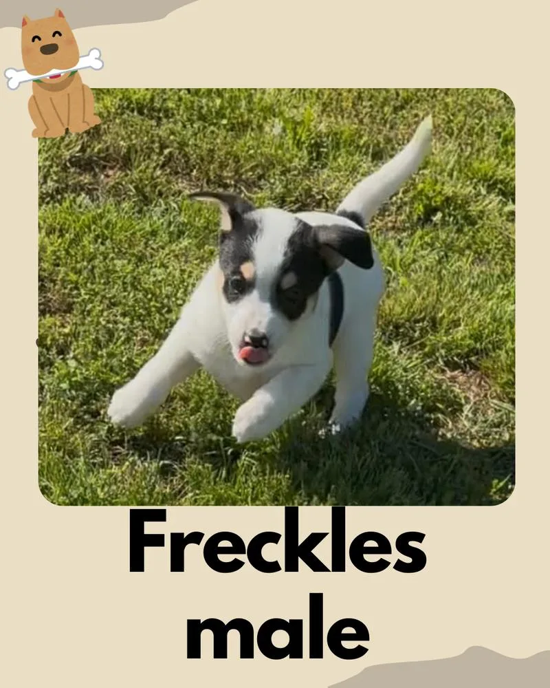 A young medium-sized male Rat Terrier dog named Freckles ~ for adoption in Columbia, TN