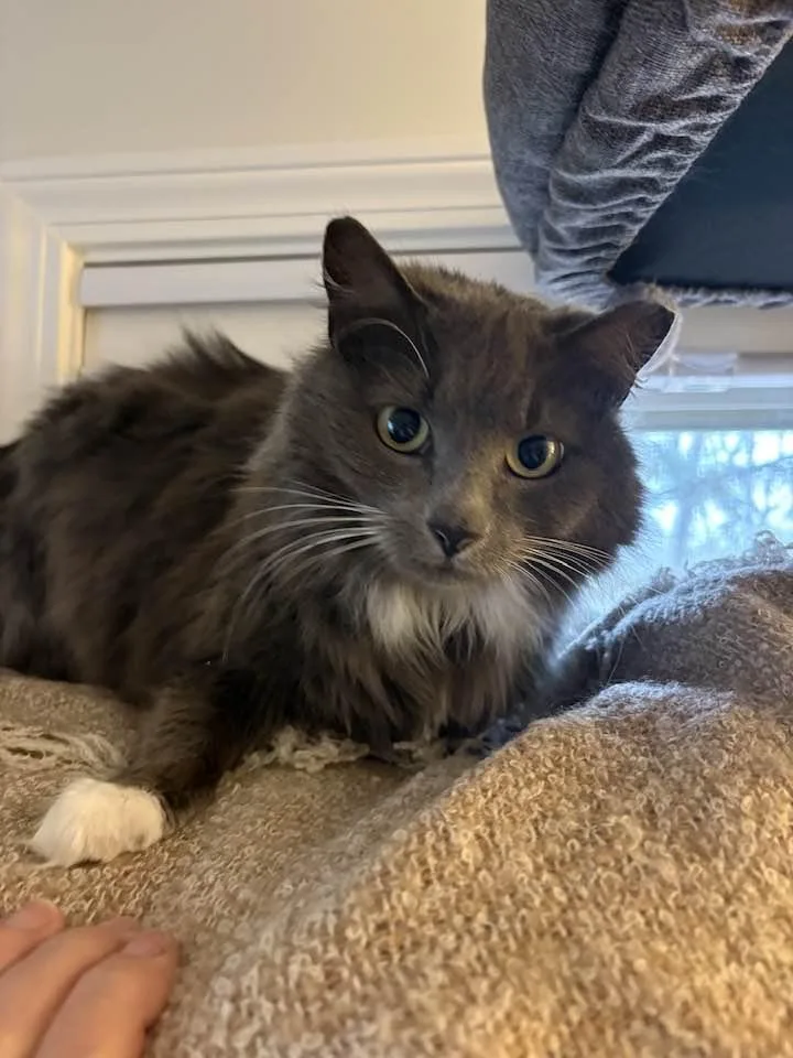 An adult medium-sized female Gray & White Domestic Long Hair cat named Twyla for adoption in Portland, ME