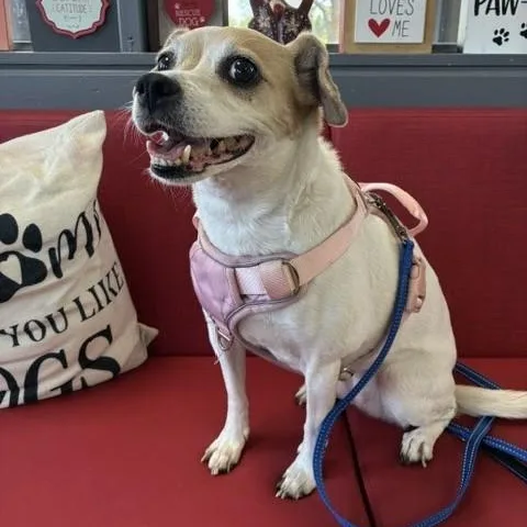 A senior small-sized female Yellow / Tan / Blond / Fawn Terrier dog named Lucee for adoption in Tulsa, OK
