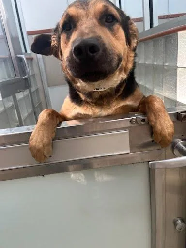 An adult large-sized male Shepherd dog named James for adoption in Washington, DC