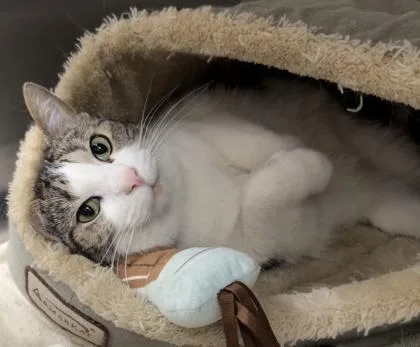 Strawberry thumbnail 2