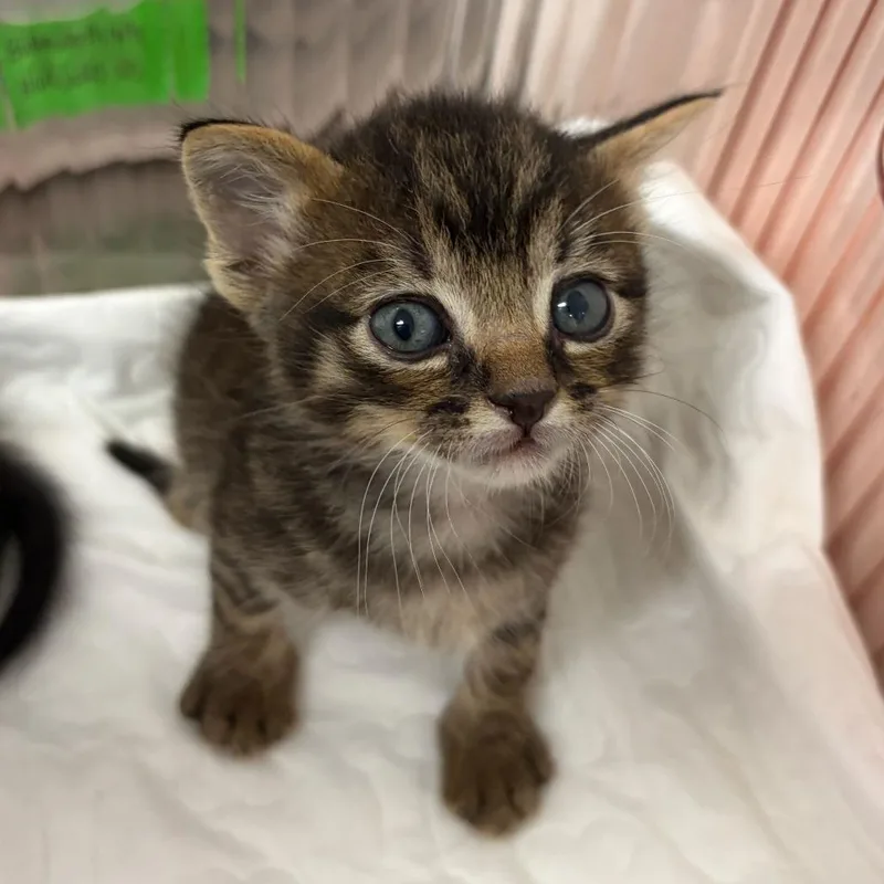 A baby small-sized male Black Domestic Short Hair cat named Enoki E for adoption in Leander, TX
