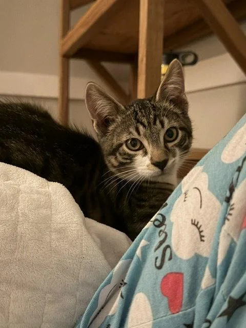 A baby medium-sized male Domestic Short Hair cat named Bill & Ted for adoption in Herndon, VA