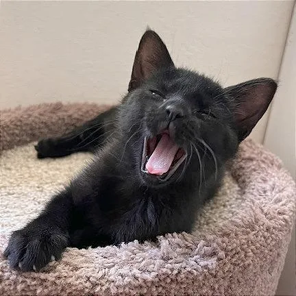 A baby small-sized female Gray / Blue / Silver Domestic Short Hair cat named Zizi for adoption in Pleasant Hill, CA