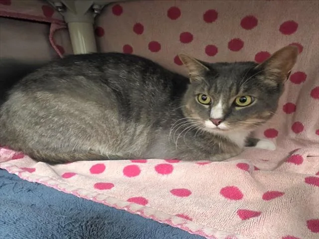 An adult medium-sized male Domestic Short Hair cat named Greyson for adoption in Derwood, MD
