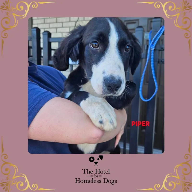 A baby medium-sized female Black Labrador Retriever dog named Piper for adoption in Cumberland, RI