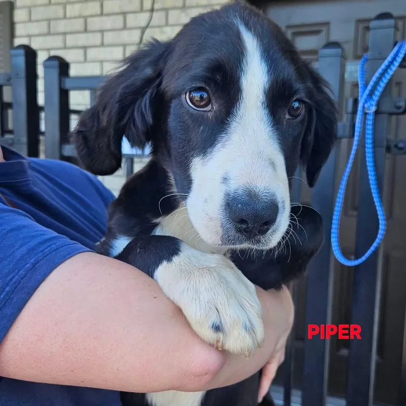 Piper thumbnail 2