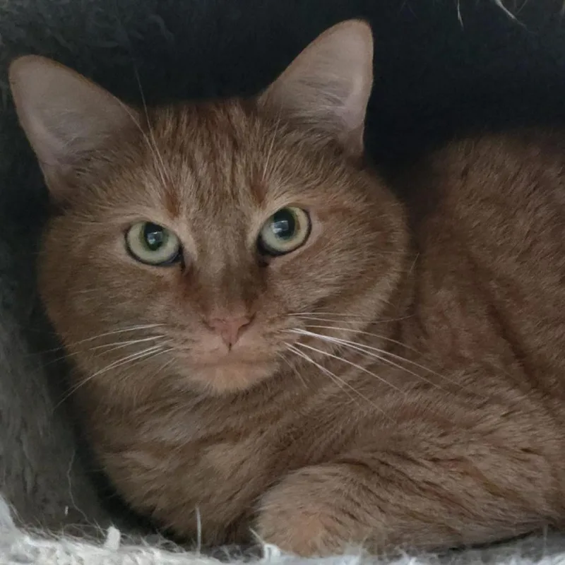 A senior large-sized female Orange / Red Domestic Short Hair cat named Ginger for adoption in North Branford, CT