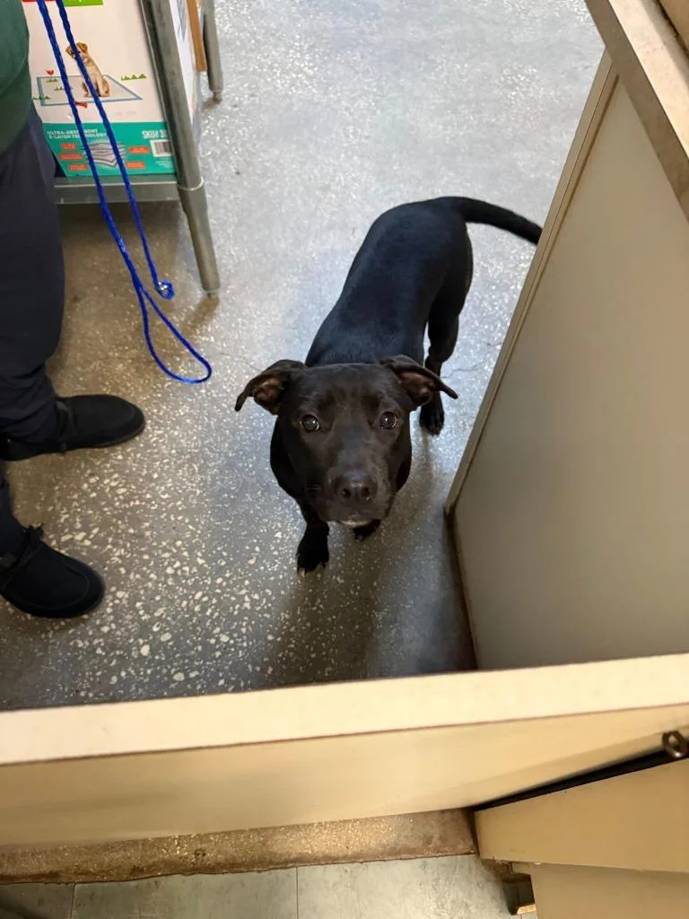 A young medium-sized female Mixed Breed dog named Cova for adoption in Ocala, FL