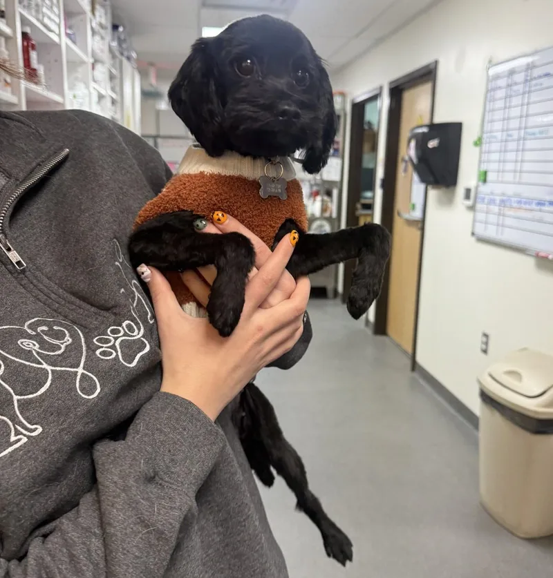 An adult small-sized female Black Shih Tzu dog named Alexa for adoption in Elko, NV