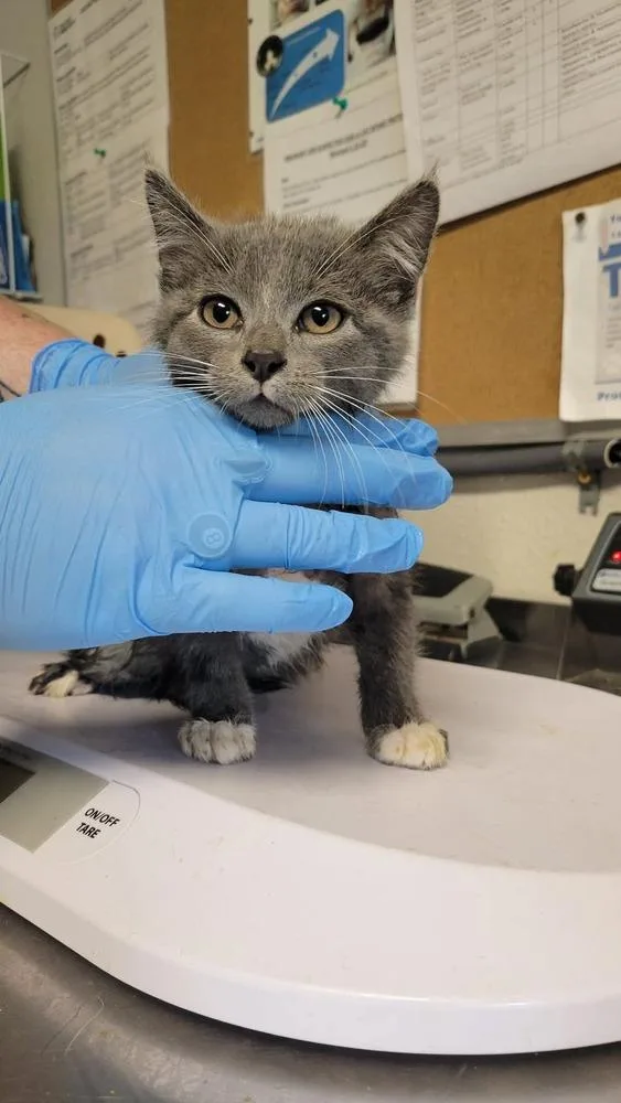 A baby medium-sized male Domestic Short Hair cat named Rd for adoption in Bolivar, MO