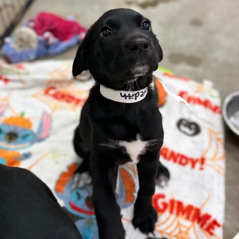 A baby medium-sized female Black Labrador Retriever dog named Meredith for adoption in Birmingham, AL