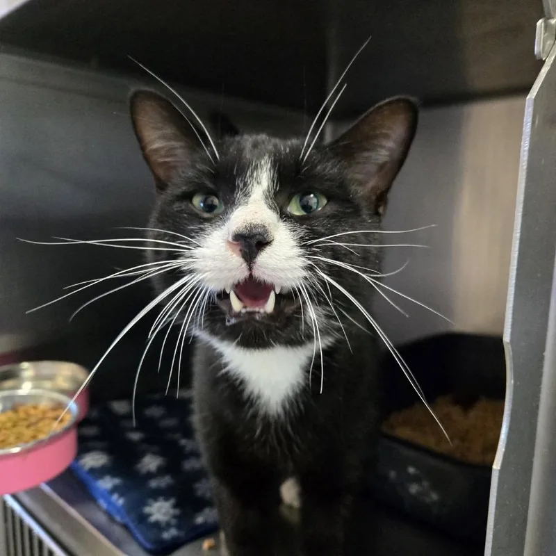An adult large-sized male Black Domestic Short Hair cat named Socks for adoption in Tawas City, MI
