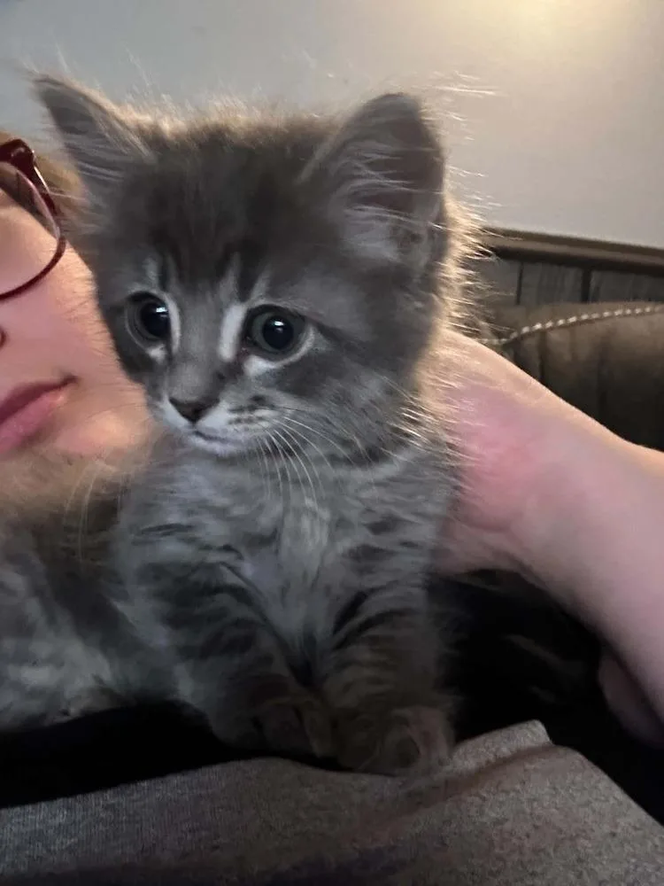 A baby small-sized male Gray / Blue / Silver Domestic Medium Hair cat named Rojas for adoption in Plymouth, MN