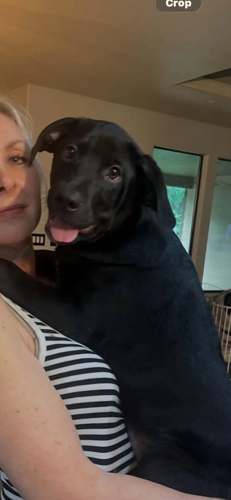 A baby large-sized male Black Labrador Retriever dog named Sampson for adoption in Conroe, TX