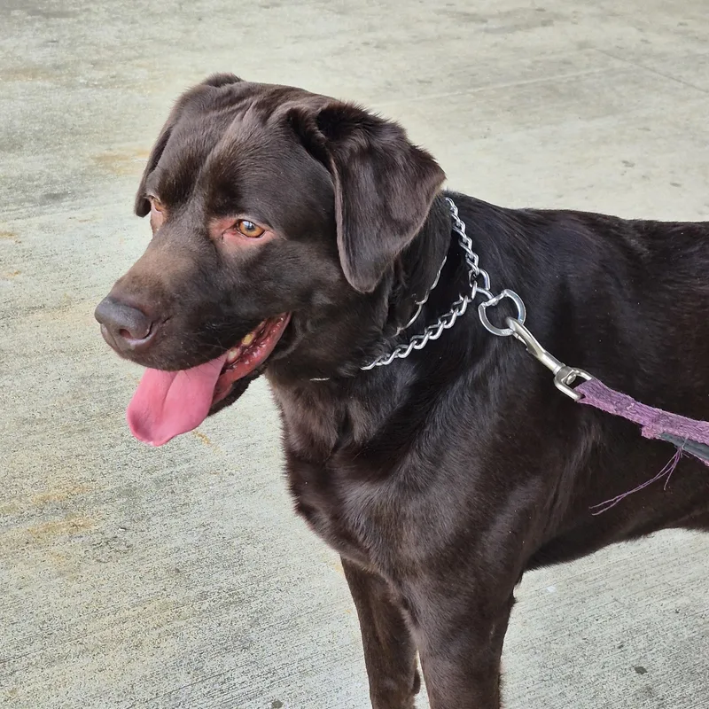 An adult large-sized male Brown / Chocolate Labrador Retriever dog named Jackson for adoption in Warrington, PA