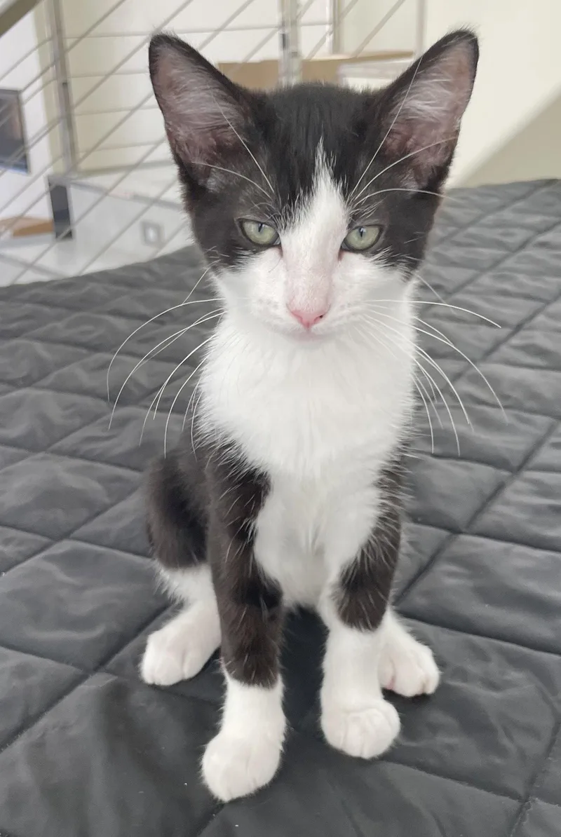 A young medium-sized female Black & White / Tuxedo Domestic Short Hair cat named Flopsy for adoption in Seal Beach, CA