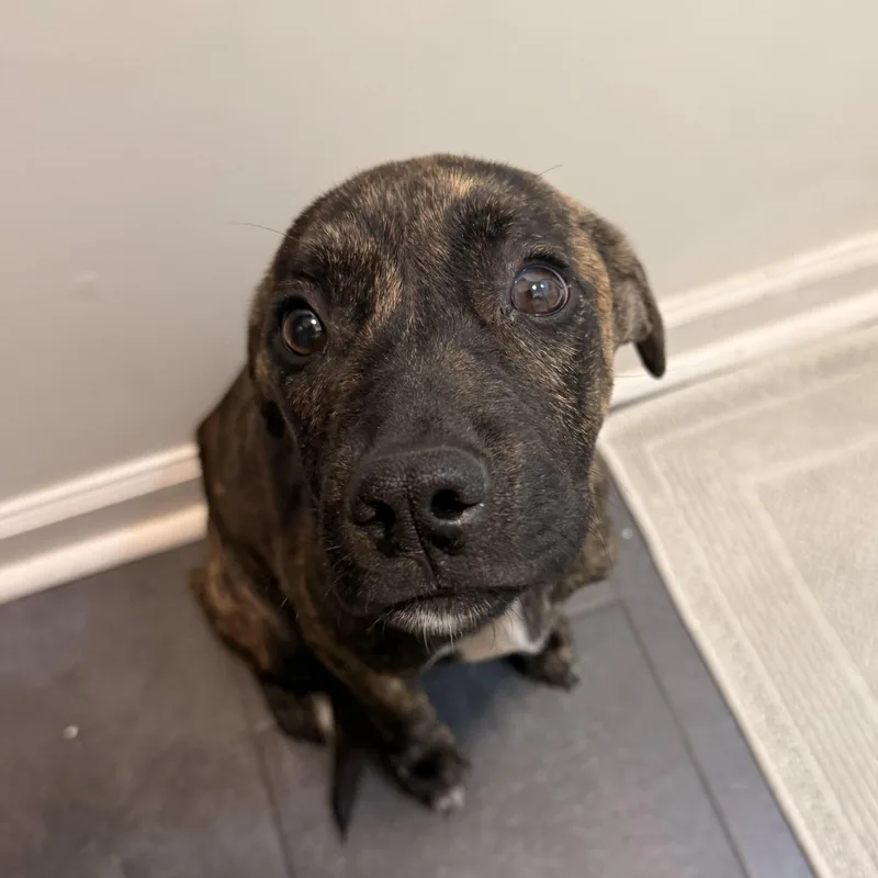 A baby medium-sized female Brindle Mixed Breed dog named Tori for adoption in Columbia, SC