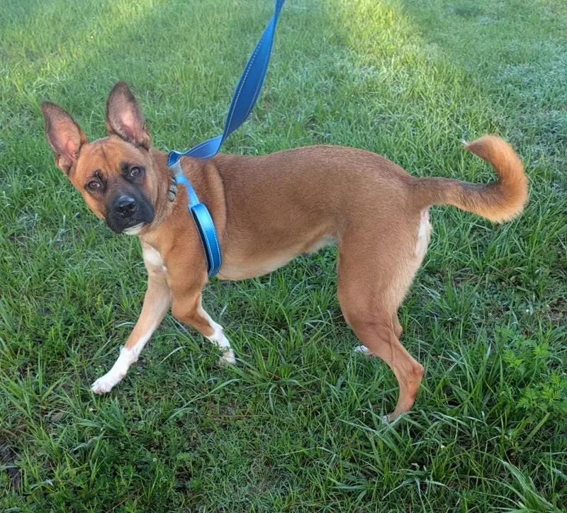 A young medium-sized female Shepherd dog named Lucy for adoption in Fort Myers, FL