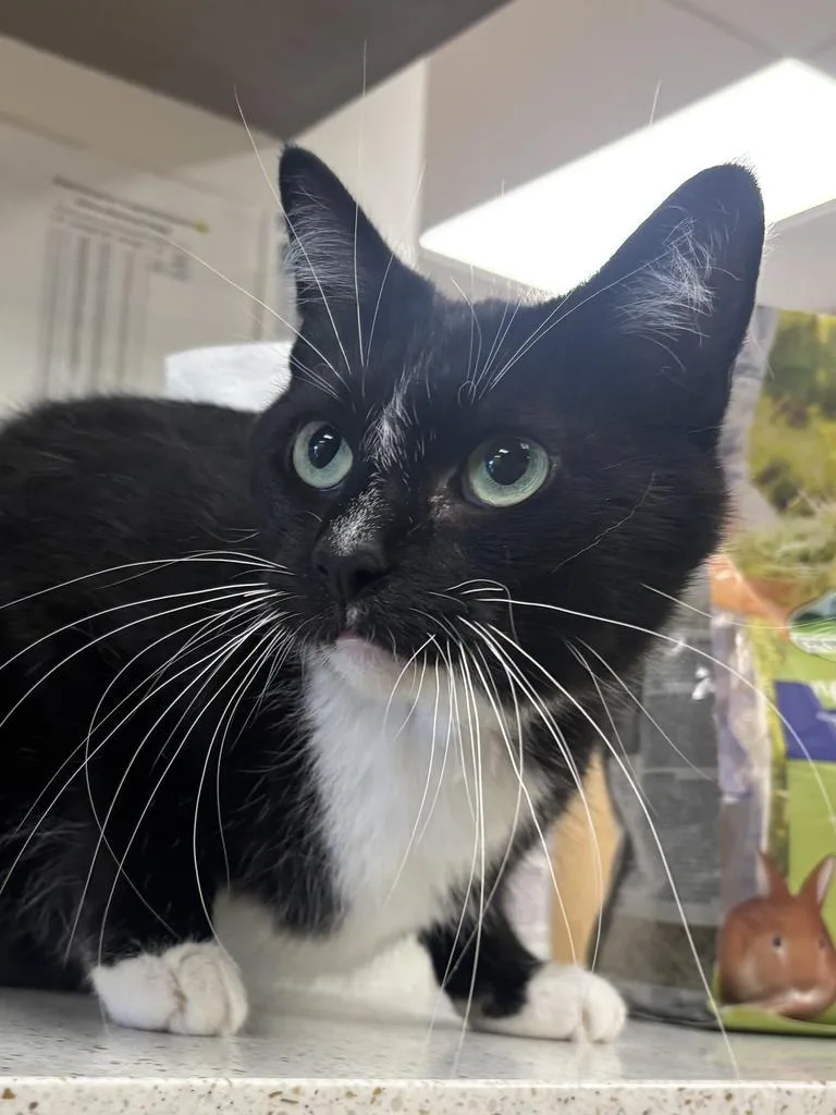 An adult large-sized male Domestic Short Hair cat named Zoloft for adoption in Greenfield, IN