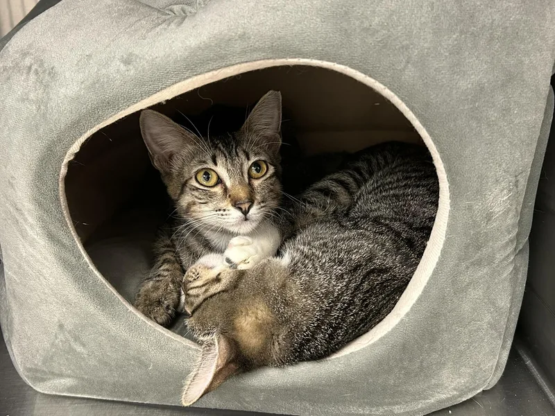 Taki And Gil thumbnail 2