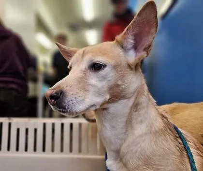 An adult medium-sized female Shiba Inu dog named Hattie for adoption in Sultan, WA