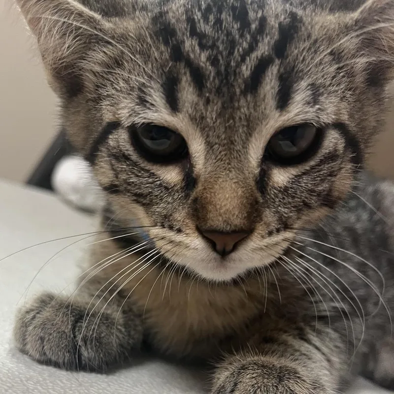 A baby small-sized male Black Domestic Short Hair cat named Lemon Pepper for adoption in Santa Barbara, CA